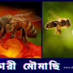 A close-up cinematic shot of beneficial bees collecting nectar from a vibrant sunflower to explain the natural pollination process.