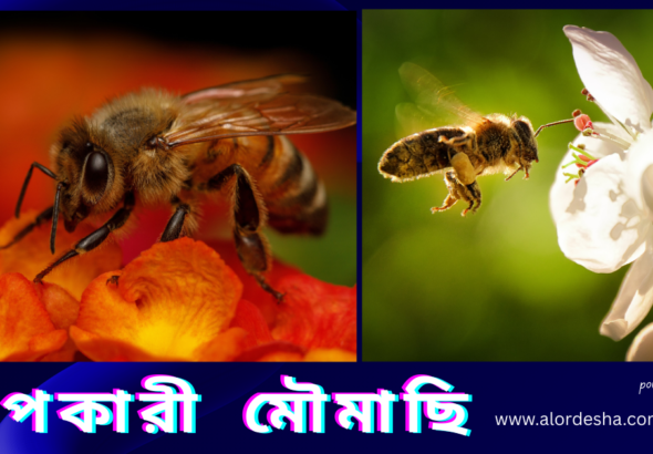 A close-up cinematic shot of beneficial bees collecting nectar from a vibrant sunflower to explain the natural pollination process.